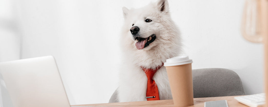 Can Dogs Have Jobs?