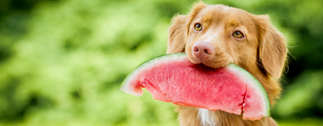 Can My Dog Eat Watermelon?