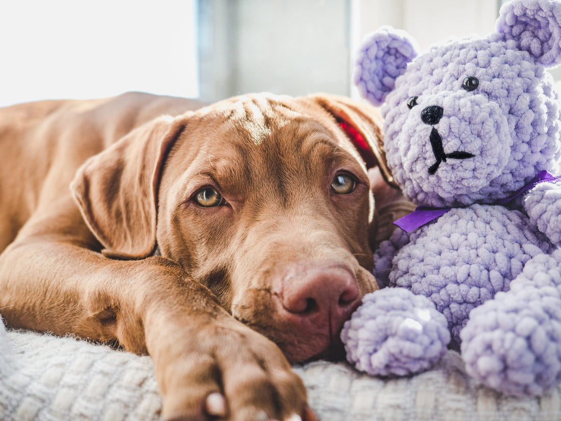 Can You Give Your Dog Benadryl?