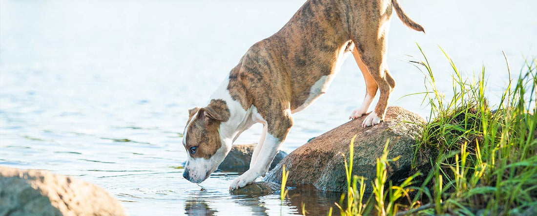 Can Your Dog Get Sick From Swimming and Drinking Water?