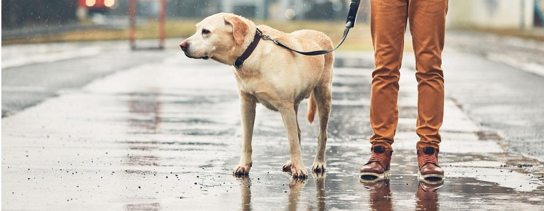 Can Your Dog Predict the Weather?