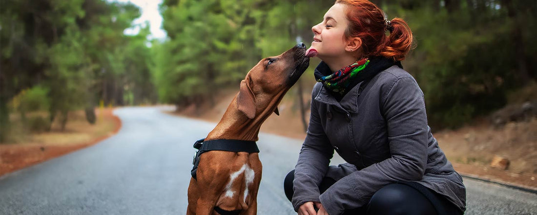 Can Your Dog's Kisses be Dangerous?