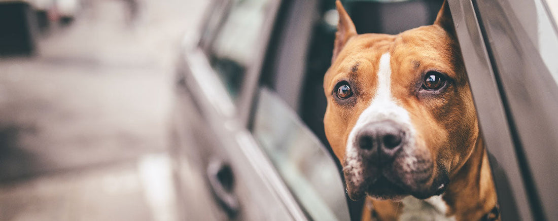 Feeling the Heat: The Danger of Leaving a Dog in a Car