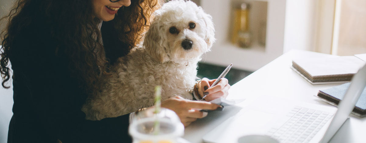 Your Love of Dogs Can Make You Money