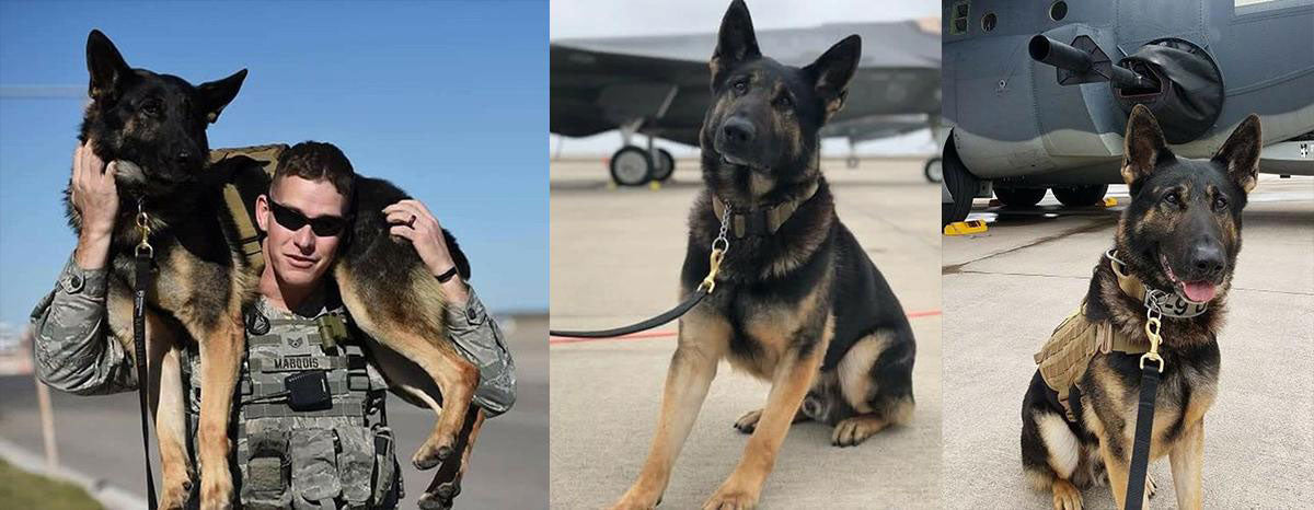 Celebrating Hero Dogs: Eespn, Toby & Ethan