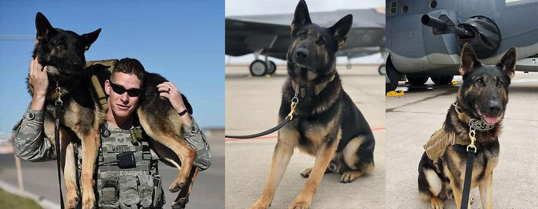 Celebrating Hero Dogs: Eespn, Toby & Ethan