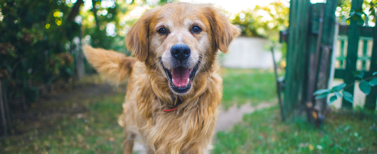 Changing Seasons: 5 Ways To Prep Your Pup