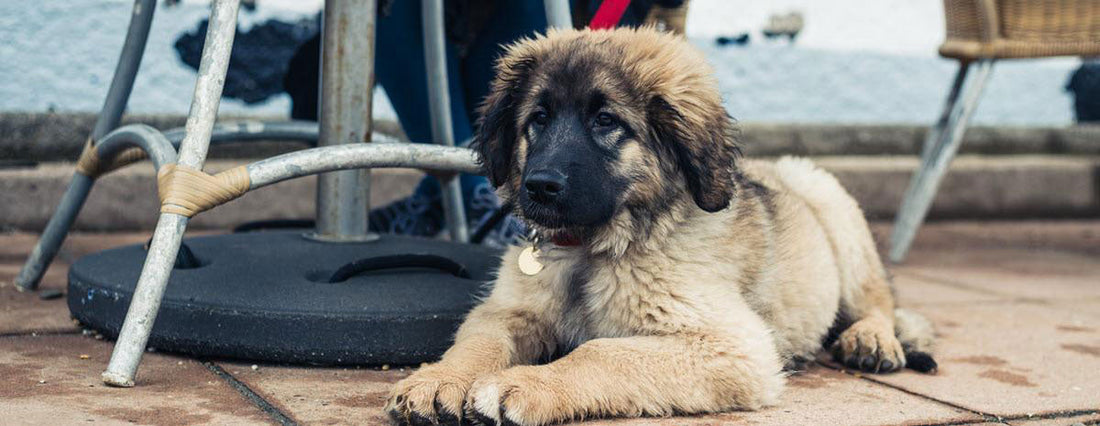Dog Friendly Restaurants in Charleston