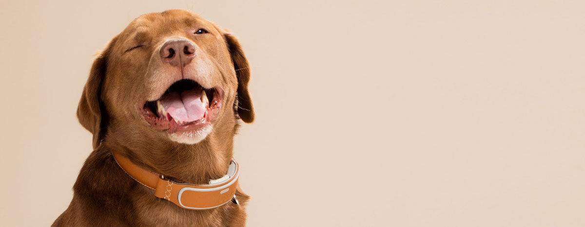 Your Furry Friend Just Got An Upgrade