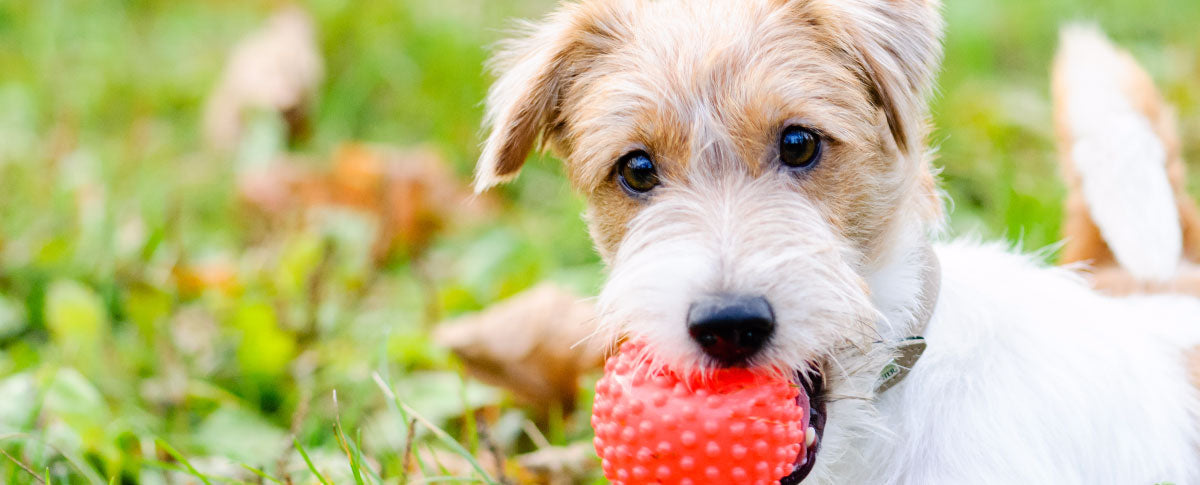 Finding The Right Chew Toy