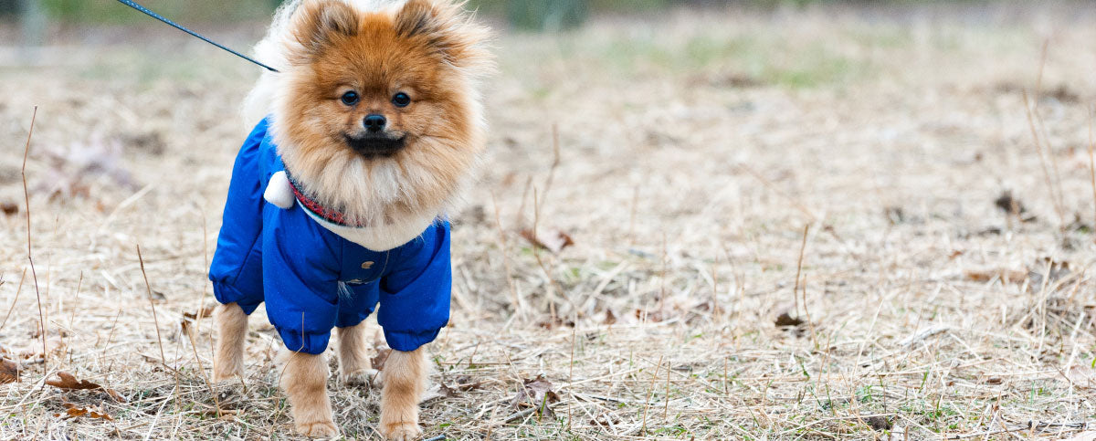 Does Your Dog Need to Wear a Winter Coat?