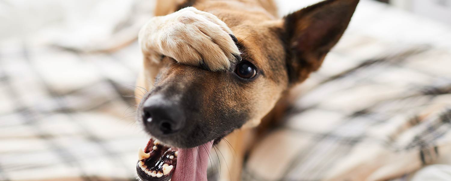 Confidence Tricks for Your Dog