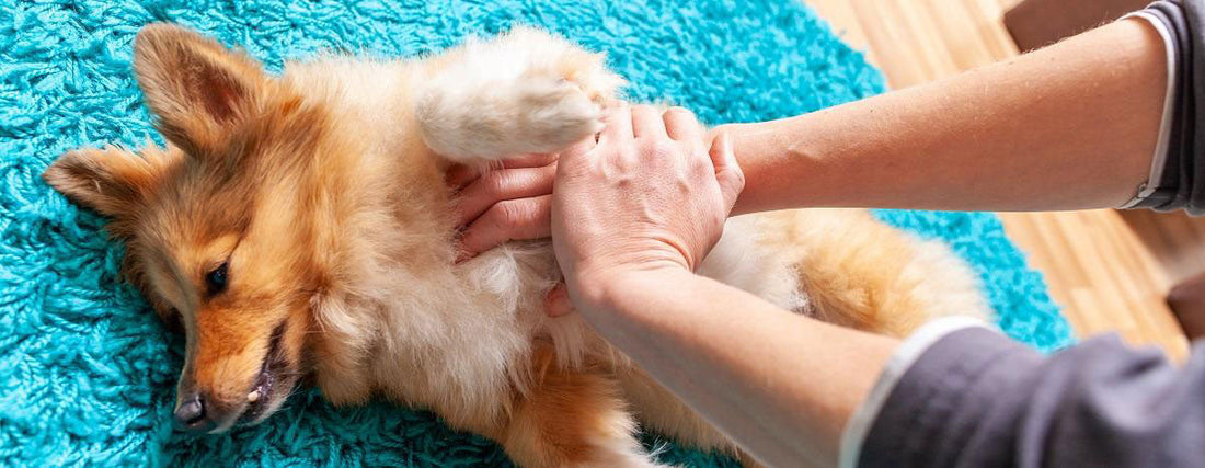 The Dos and Don'ts of Doggie CPR