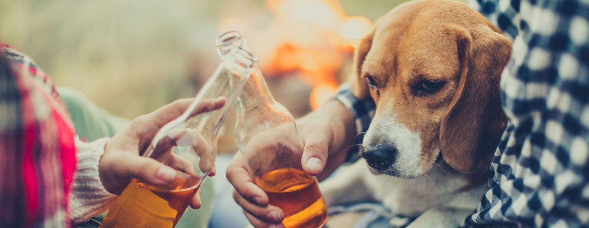 A Guide to Questionable Food for Fido
