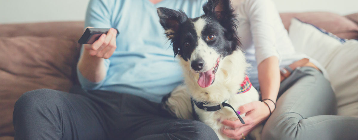 Top Movies For a Doggy Date Night
