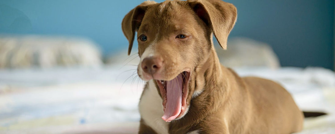 Decoding Why Do Dogs Yawn