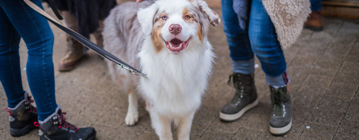 Tips To Keep Your Dog's Smile Bright