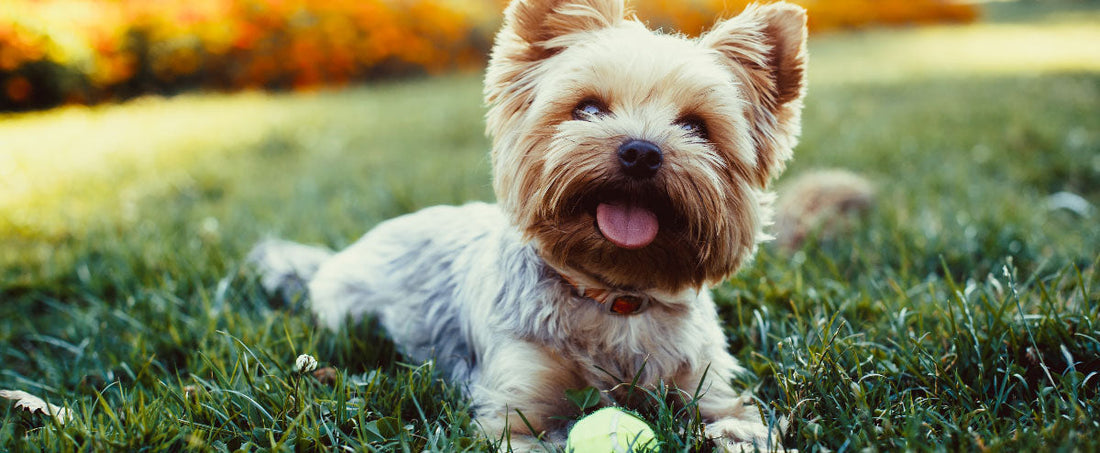Diet and Exercise Keep Your Dog Looking and Feeling Young