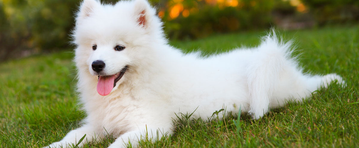 Do Dogs Actually Sweat?
