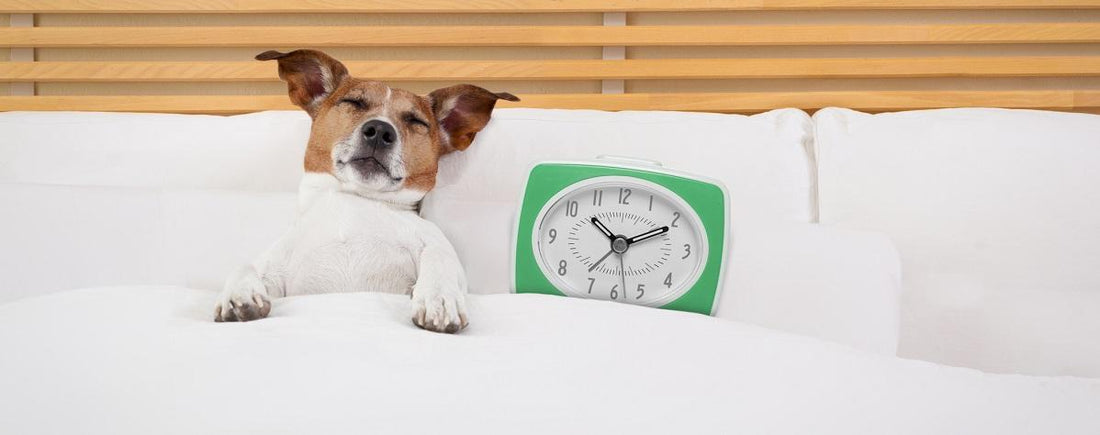 Fall Back: How do Winter Hours Affect Dogs?