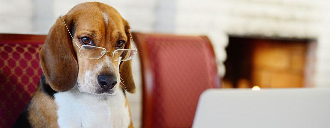 How Pet Technology Helps Pups Prosper