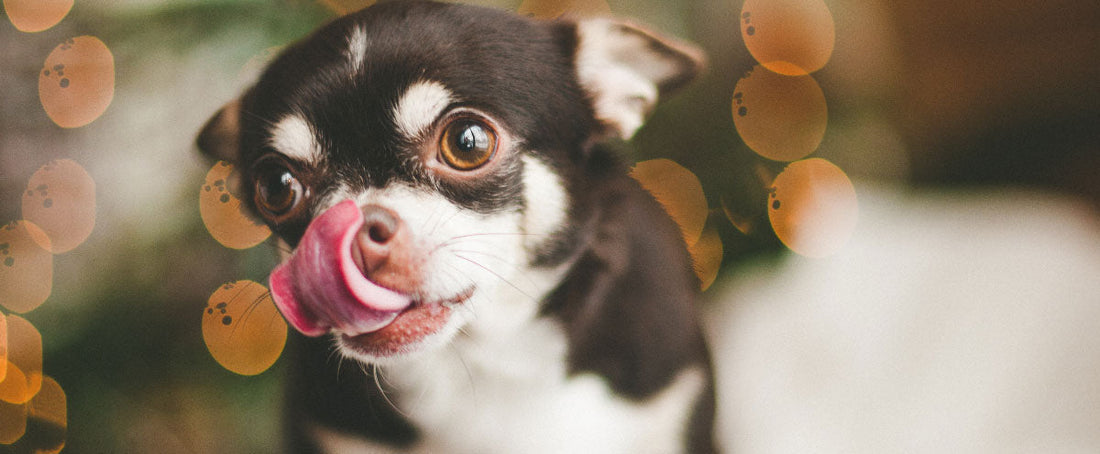 Make Your Dog’s Christmas Dinner a Winner