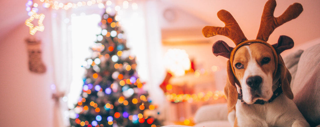 Dog Proof Your Christmas Tree