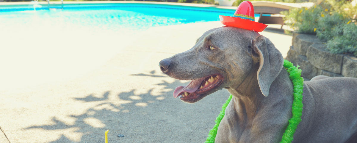 Celebrate Cinco de Mayo With a Dog-Friendly Pawty