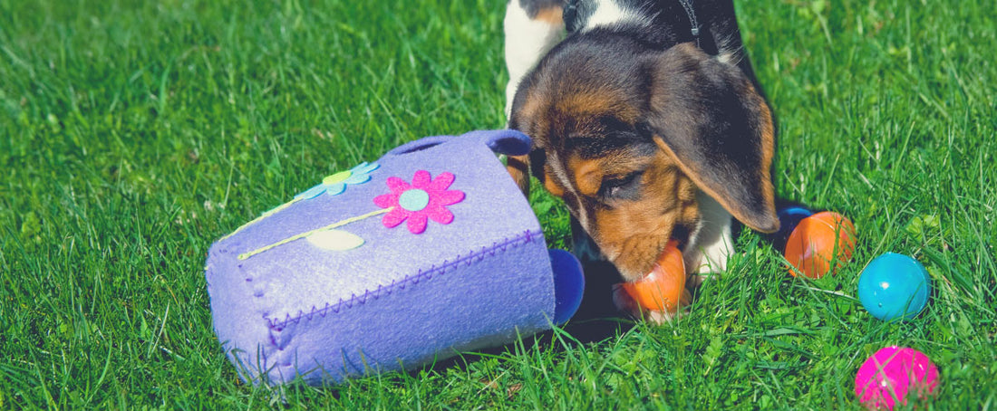Easter Egg Hunting With Your Pup