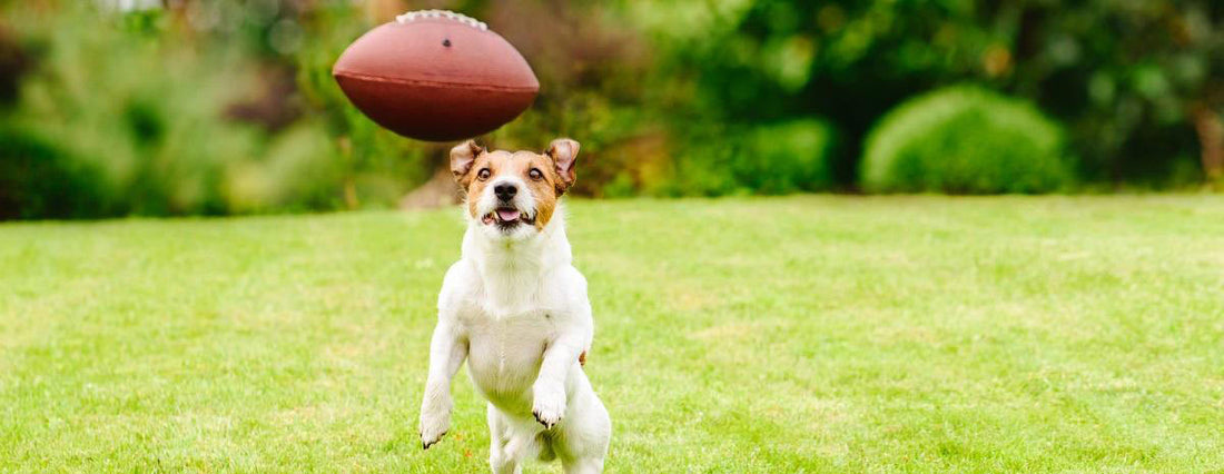 Pet-friendly Tailgating Tips