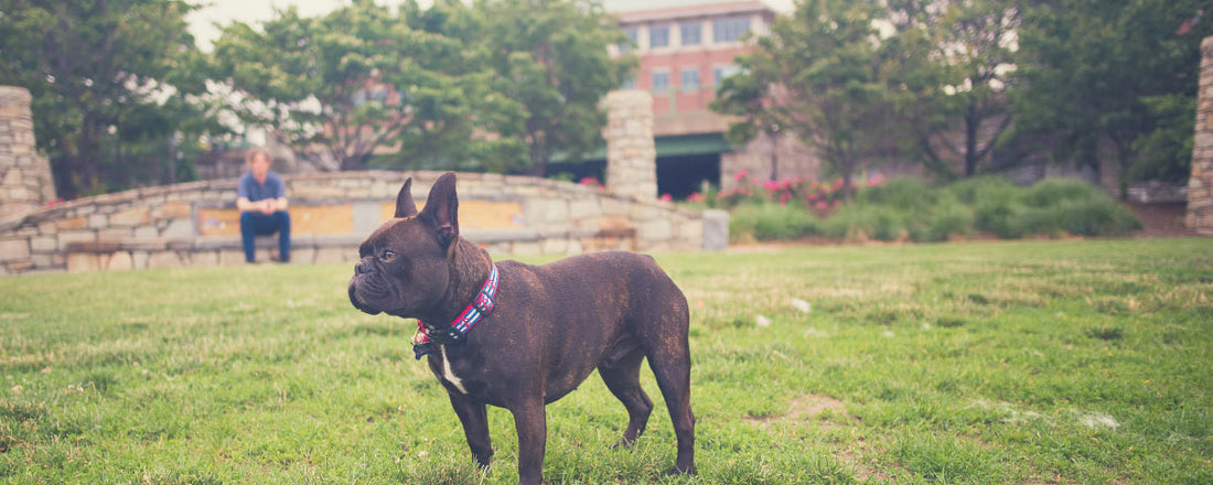 5 Ways to Explore Dog-Friendly Boston