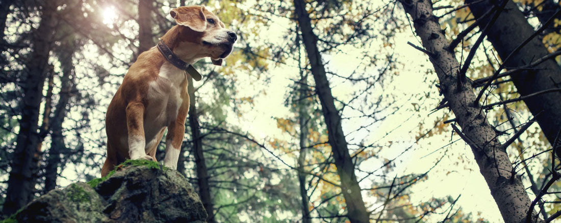 Dog-Friendly National Parks