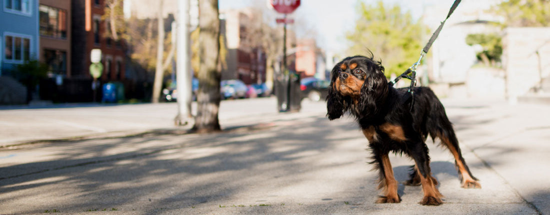 Dog-Friendly Pennsylvania