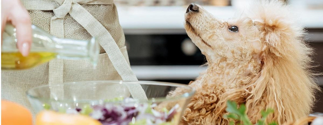 Ultimate Guide to Fruits and Vegetables for Dogs