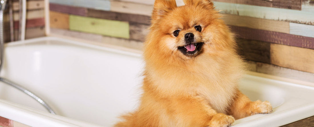 Top Dog Grooming Trends