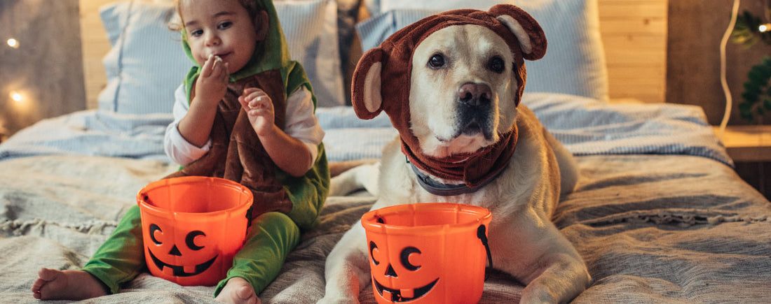 Halloween Prep For Your Dog