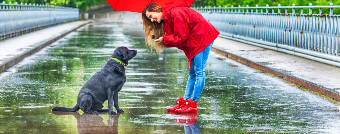 Tips for Dogs That Hate The Rain