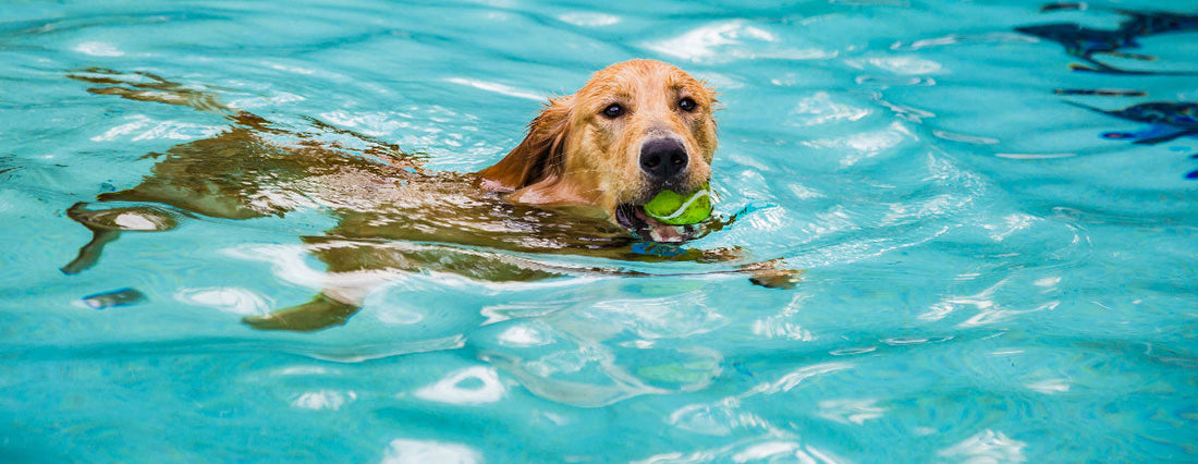 Is Hydrotherapy the Answer to Dog Obesity?