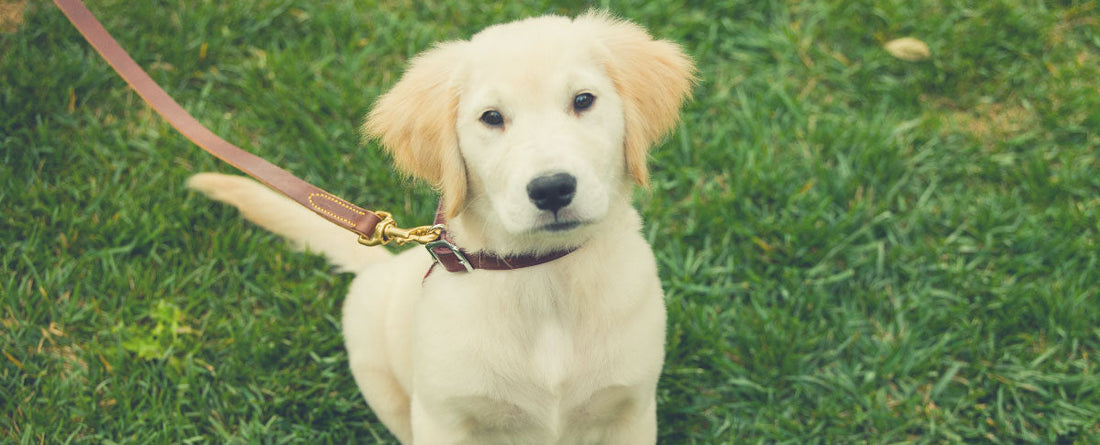A New Leash On Life