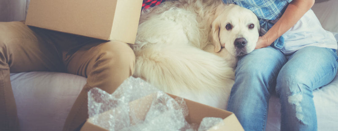 5 Ways To Remove Your Dog's Stress When Moving