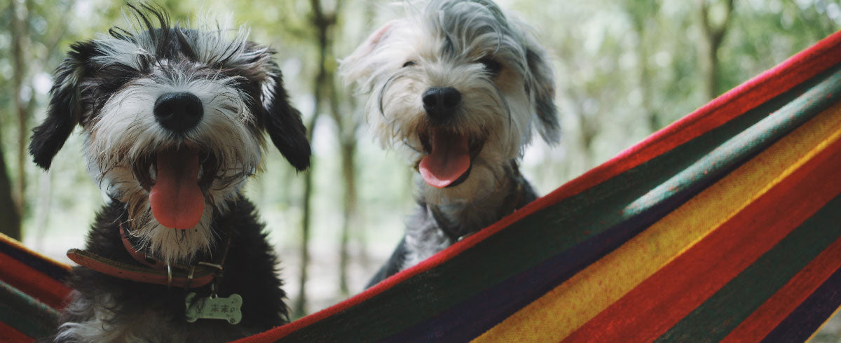 Tall Tails: Debunking Dog Myths