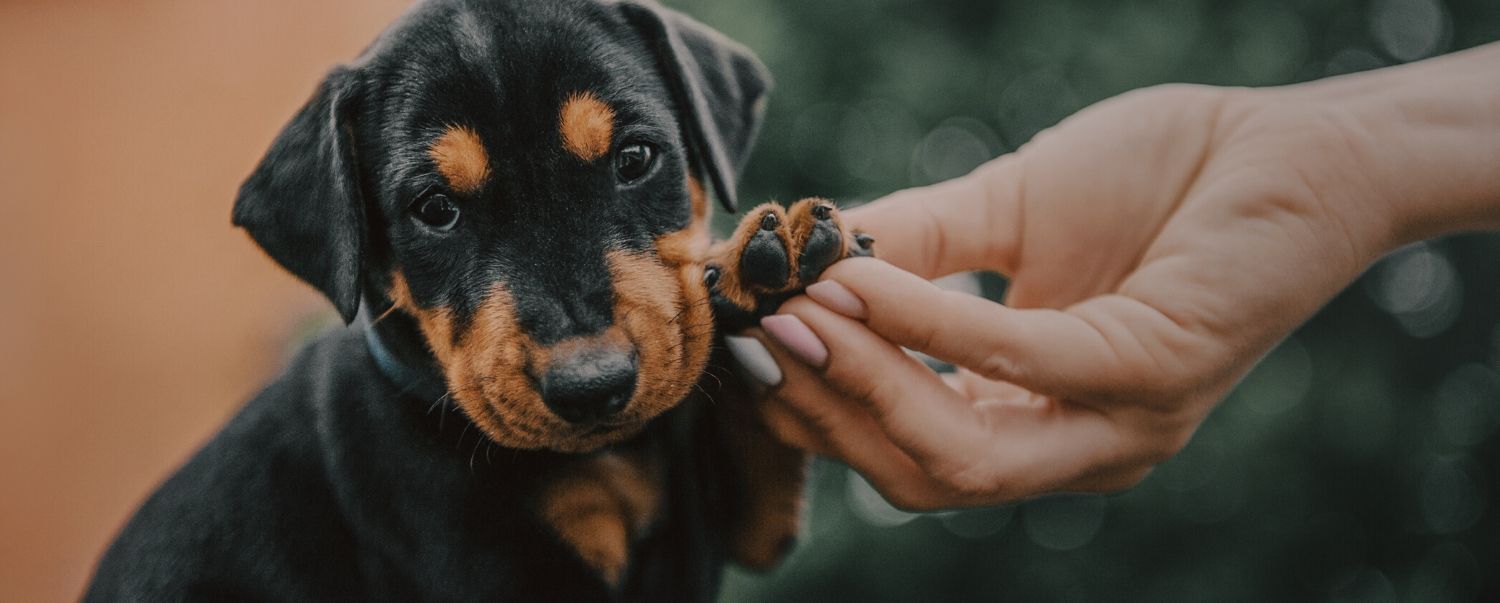 Dog Nail Grinding Vs. Clipping