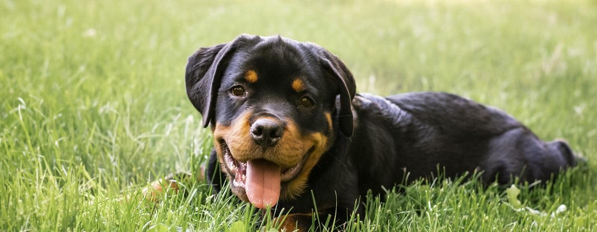 The History of Dog Naming