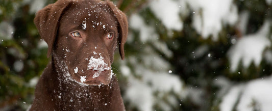 The Ultimate Winter Safety For Dogs Checklist