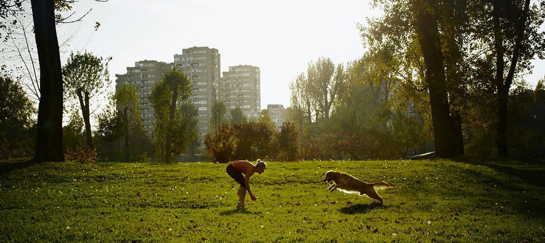 How to build a dog park in your community