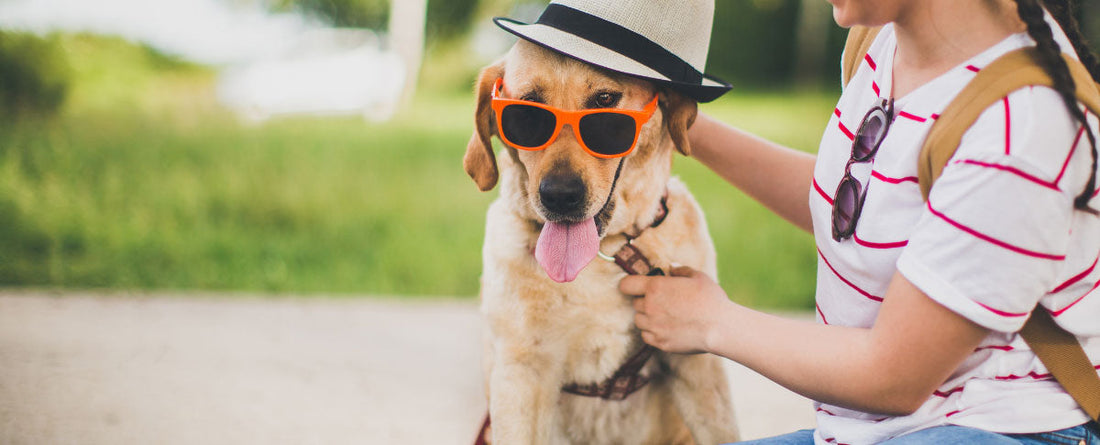 Play The Have You Ever Game: Dog Edition