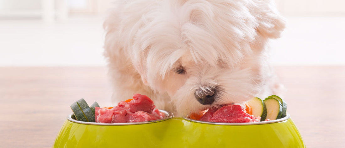 Is a Raw Diet Right For My Dog?