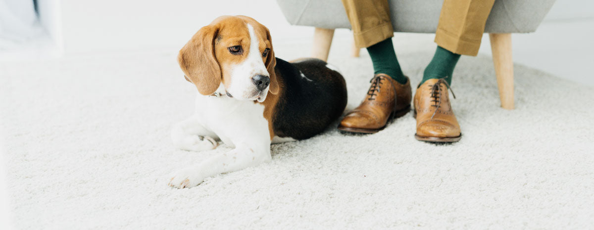 Paw Tested & Pup Approved Cleaning Products