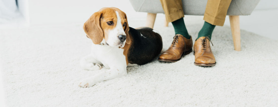 Paw Tested & Pup Approved Cleaning Products
