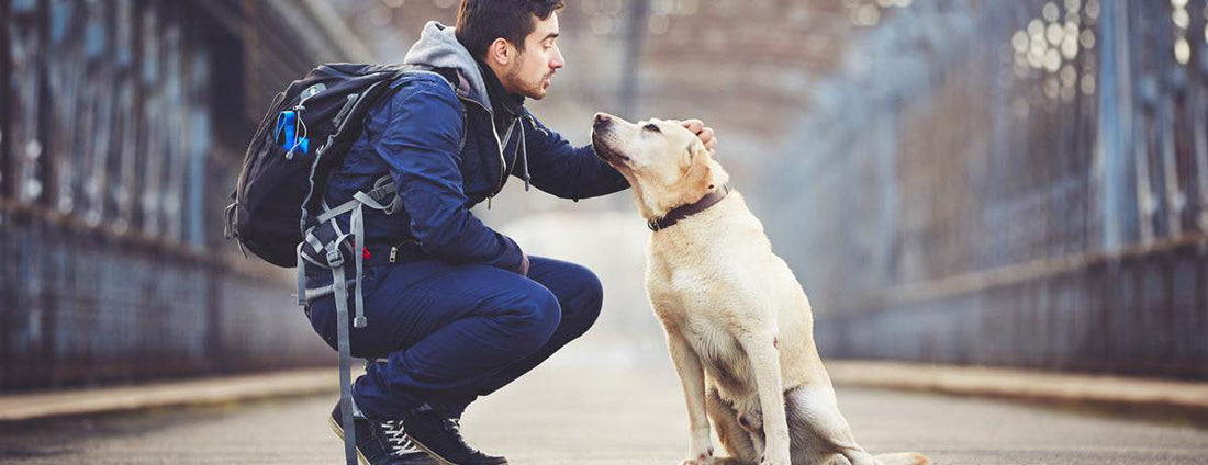 How To Find a Great Dog-Sitter When You Travel